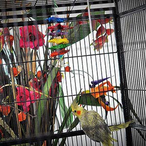 Juguete A&E para Aves Chicas Starburst