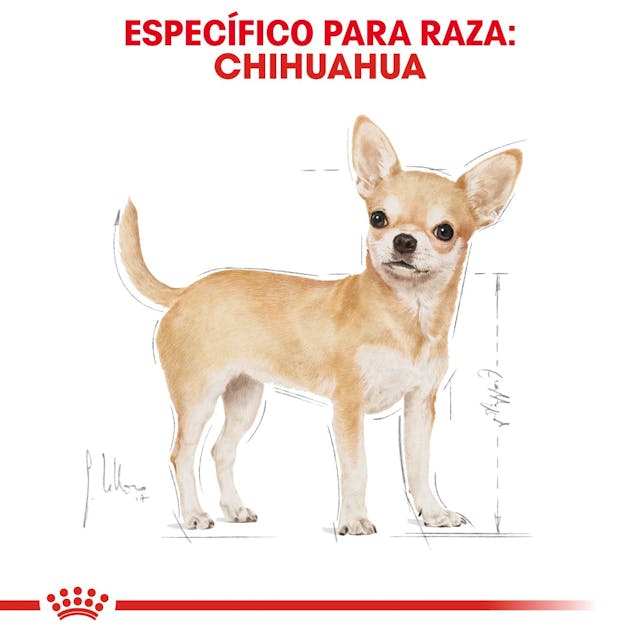 ROYAL CANIN-CHIHUAHUA ADULT 1.1