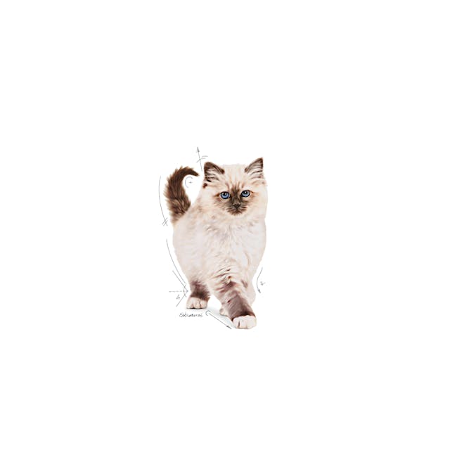 ROYAL CANIN-KITTEN 1.5