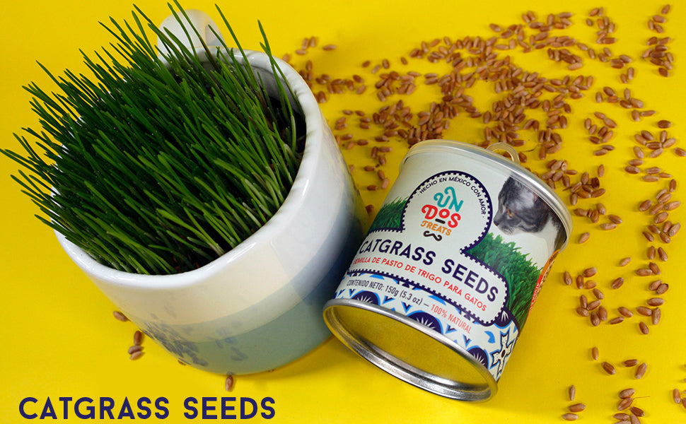 Cat Grass Seeds Pasto De Trigo Para Gatos, 150 Gr - Petopia