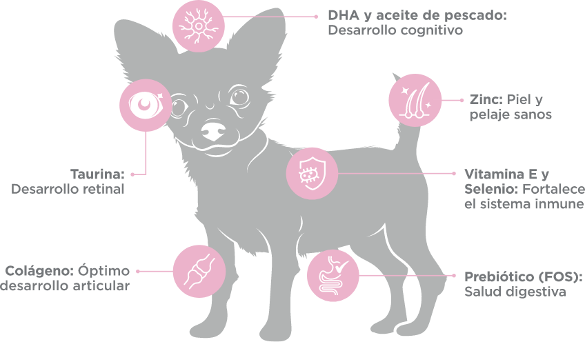 Nupec Alimento Para Perro, Cachorro Razas Mini