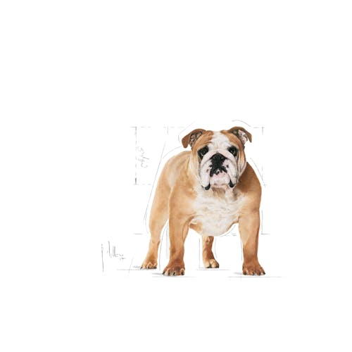 ROYAL CANIN-BULLDOG 13.6 KG