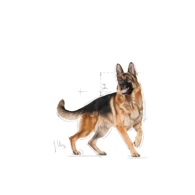 ROYAL CANIN-GERMAN SHEPHERD ADULT 13.6