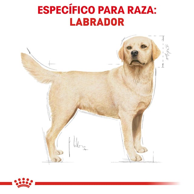 ROYAL CANIN-LABRADOR RETRIEVER 13.6 KG