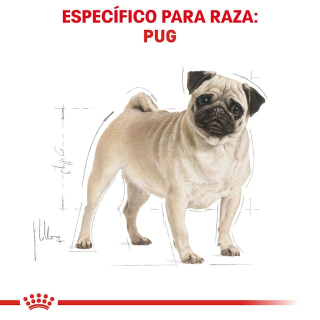 ROYAL CANIN-PUG ADULT 4.5
