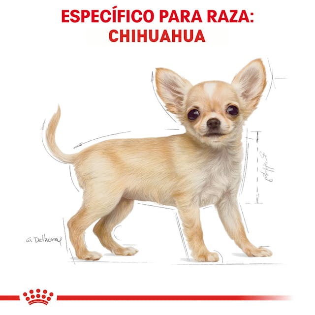 ROYAL CANIN-CHIHUAHUA PUPPY 1.1