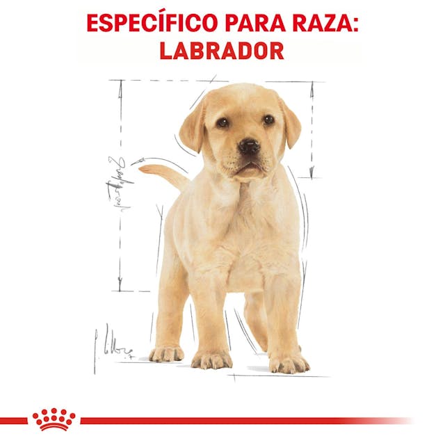 ROYAL CANIN-LABRADOR PUPPY 13.6