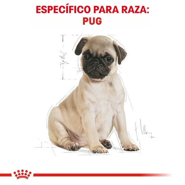 ROYAL CANIN-PUG PUPPY 1.1