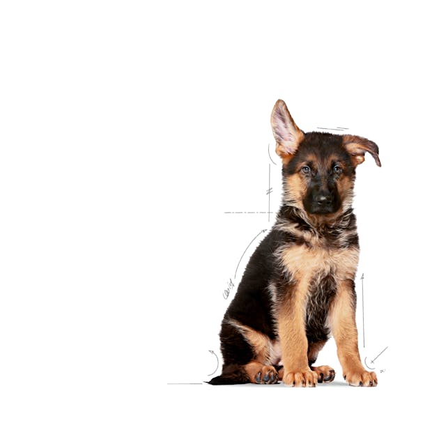 ROYAL CANIN-LARGE BREED PUPPY 13.6 KG