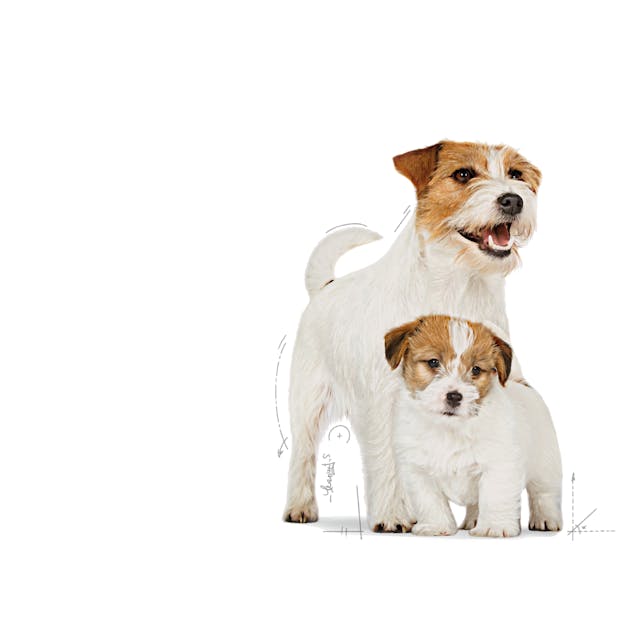 ROYAL CANIN-STARTER SB 1.5 KG